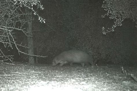 What is it? 'Mystery animal' pictured at Texas state park